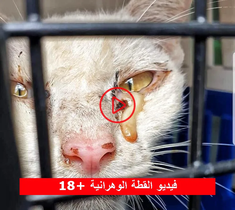 فيديو القطة الوهرانية
